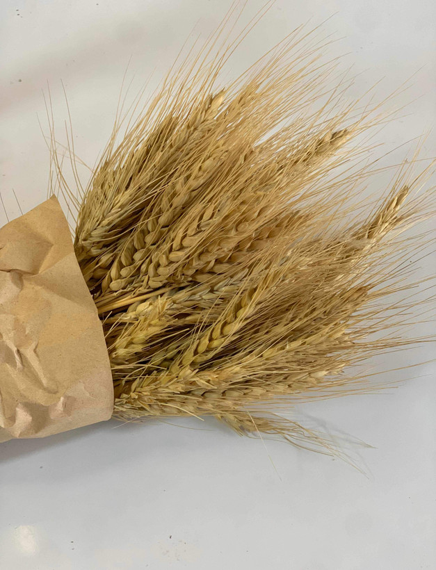گل گندم بستهای